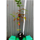 ARONIA czarna krzaczasta obficie owocuje - sadzonki 50 / 60 cm